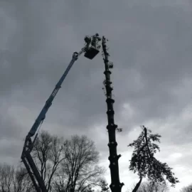 [Hearth.com] CL White Pine Score,my tree service contact hooked me up again