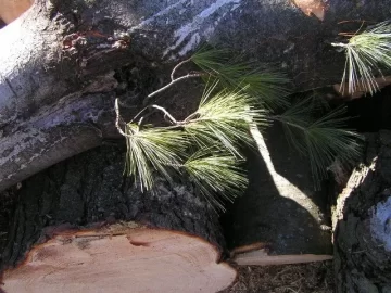 [Hearth.com] CL White Pine Score,my tree service contact hooked me up again