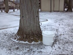 Anyone Planning on Sugaring this spring?