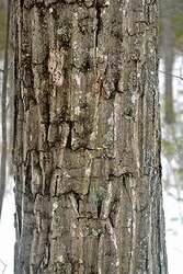 chestnut oak.jpg