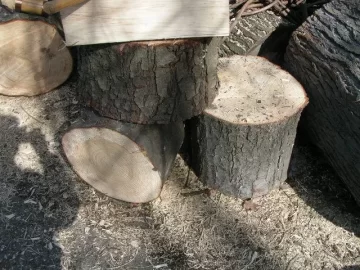 [Hearth.com] CL White Pine Score,my tree service contact hooked me up again