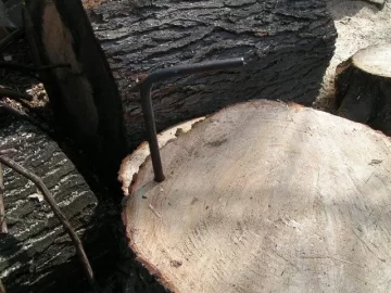 [Hearth.com] CL White Pine Score,my tree service contact hooked me up again
