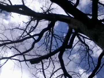 [Hearth.com] A meaningless tree ID