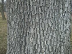 A meaningless tree ID