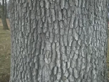 [Hearth.com] A meaningless tree ID