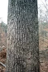 [Hearth.com] A meaningless tree ID