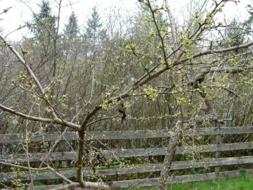 [Hearth.com] It's springing outside!