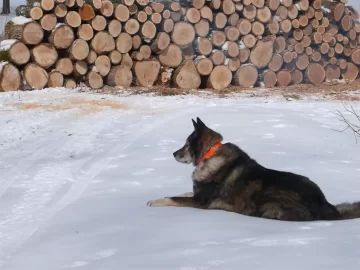 [Hearth.com] Perfect day to play in the woods with the saw
