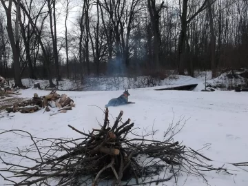 [Hearth.com] Perfect day to play in the woods with the saw