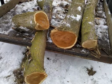 [Hearth.com] CL add ,what kind of wood do ya think it is