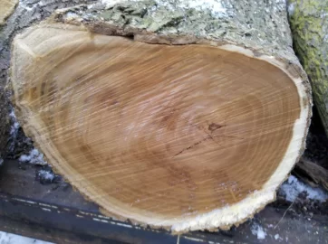 [Hearth.com] CL add ,what kind of wood do ya think it is