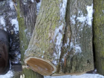 [Hearth.com] CL add ,what kind of wood do ya think it is