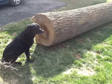 [Hearth.com] How much wood...