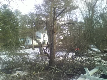 [Hearth.com] A severe pruning