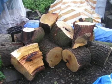 [Hearth.com] can someone post of picture of a cut mulberry?