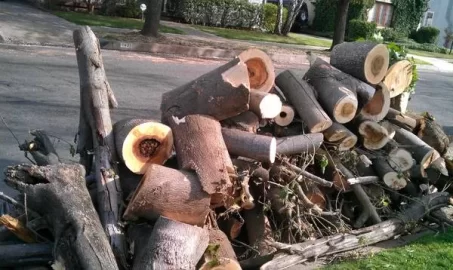 [Hearth.com] can someone post of picture of a cut mulberry?