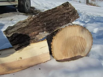 [Hearth.com] Take my tree ID (& bonus dog ID) quiz!