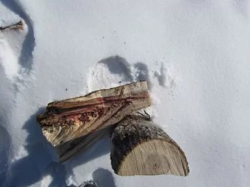 [Hearth.com] Take my tree ID (& bonus dog ID) quiz!