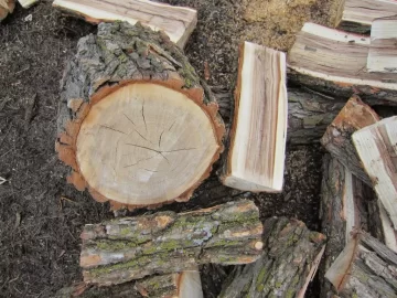 [Hearth.com] Take my tree ID (& bonus dog ID) quiz!
