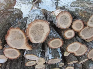 [Hearth.com] Take my tree ID (& bonus dog ID) quiz!