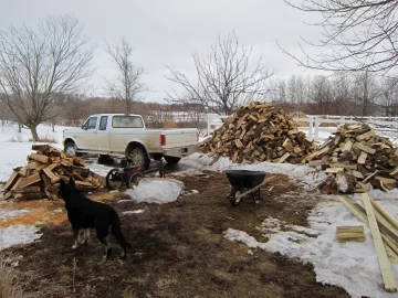 [Hearth.com] Take my tree ID (& bonus dog ID) quiz!