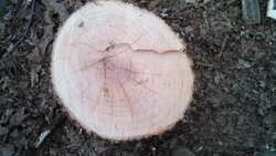 Tree IDs please ... what have I been splitting?