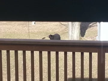 [Hearth.com] Went to go get a bag of pellets from the garage and this is what I see....