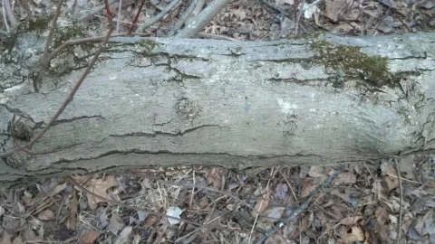 [Hearth.com] can you id this gnarly old tree?