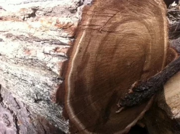 [Hearth.com] Wood ID#2