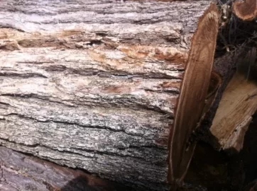 [Hearth.com] Wood ID#2