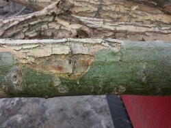 Tree dump scrounge - need help with tree ID