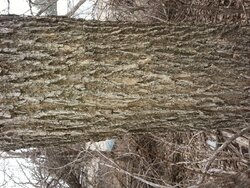 Tree dump scrounge - need help with tree ID