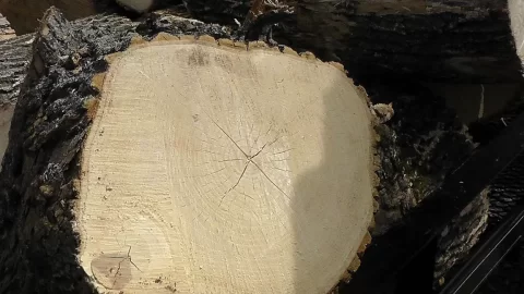 [Hearth.com] Wood ID for a Rookie?
