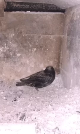 [Hearth.com] first bird of the season.....
