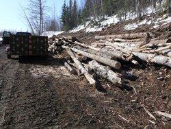 Spruce, birch, cottonwood scrounge