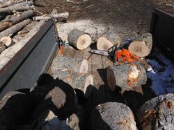 Spruce, birch, cottonwood scrounge