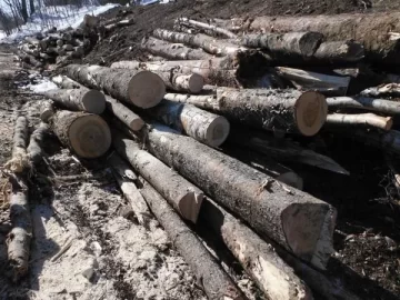 [Hearth.com] Spruce, birch, cottonwood scrounge