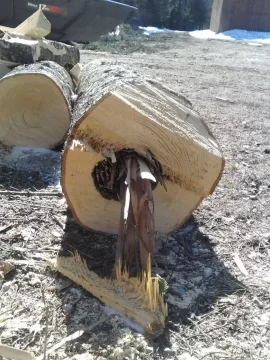 [Hearth.com] Spruce, birch, cottonwood scrounge