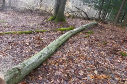 [Hearth.com] Trail Cleared