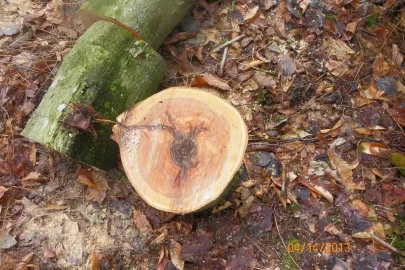 [Hearth.com] Trail Cleared