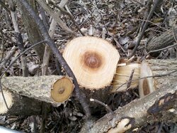 Tree /Wood ID