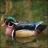 Wood Duck