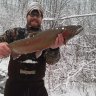 Steelhead