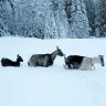 Jake in BC