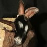 spottedbat