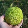 Maclura Pomifera