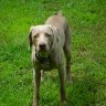 Weimaraner