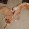 Cats Love Heat
