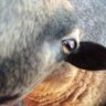 sheep621