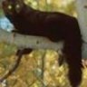 fisher cat